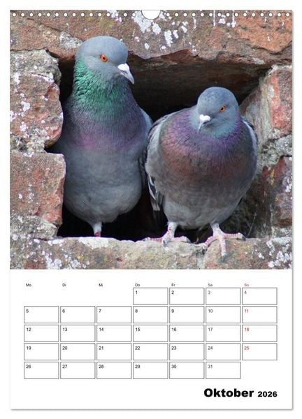 Produktbild: Tauben Terminplaner (Wandkalender 2026 DIN A3 hoch), CALVENDO Monatskalender