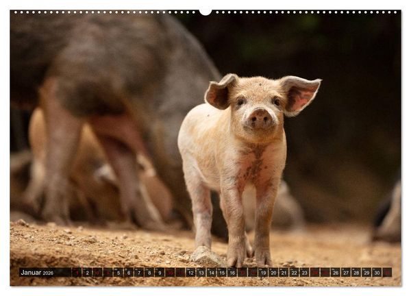 Produktbild: Korsika - s&uuml;&szlig;e, wilde Schweinchen (Wandkalender 2026 DIN A2 quer), CALVENDO Monatskalender