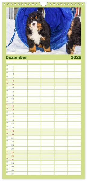 Produktbild: Familienplaner 2026 - Berner Sennenhund Welpen - Bezaubernde Pl&uuml;schb&auml;rchen mit 5 Spalten (Wandkalender, 21 x 45 cm) CALVENDO