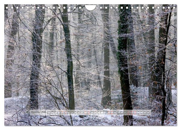 Produktbild: Wald im Bergischen Land 2026 (Wandkalender 2026 DIN A4 quer), CALVENDO Monatskalender