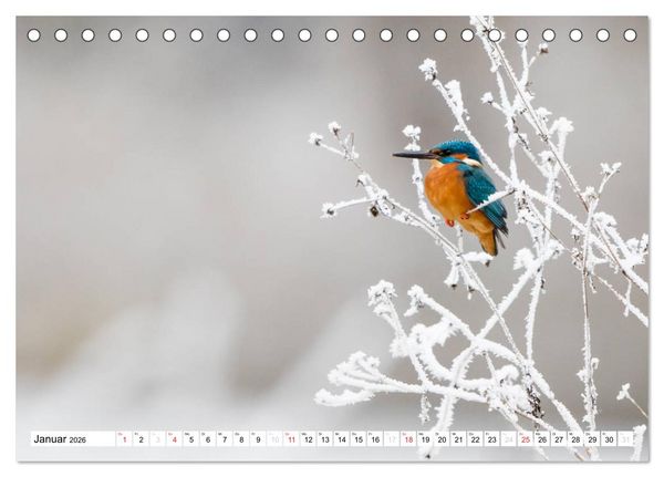 Produktbild: Faszination Eisvogel (Tischkalender 2026 DIN A5 quer), CALVENDO Monatskalender