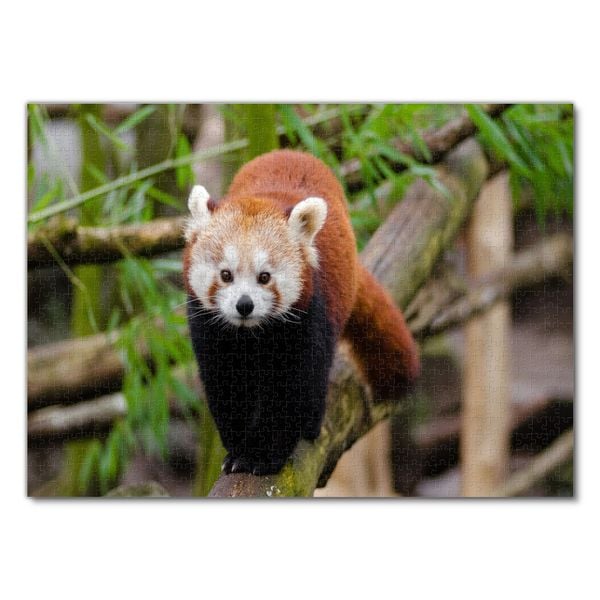 Lais Puzzle Roter Panda – 1000 Teile, Farbenfrohes Motiv, Hochwertig Gestanzt