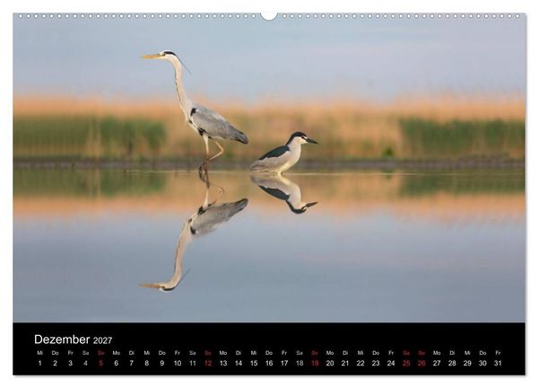 Produktbild: Reiher - Der Tanz auf dem Wasser (Wandkalender 2027 DIN A2 quer), CALVENDO Monatskalender