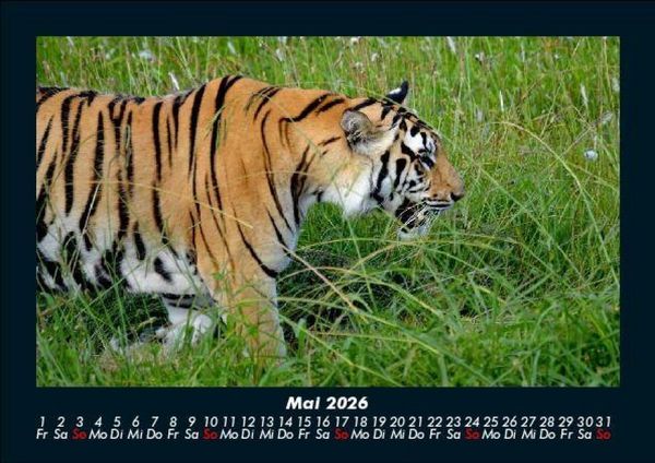 Produktbild: Tiger 2026 Fotokalender DIN A5