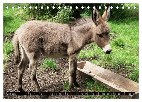 Produktbild: Haus- und Hoftiere (Tischkalender 2026 DIN A5 quer), CALVENDO Monatskalender