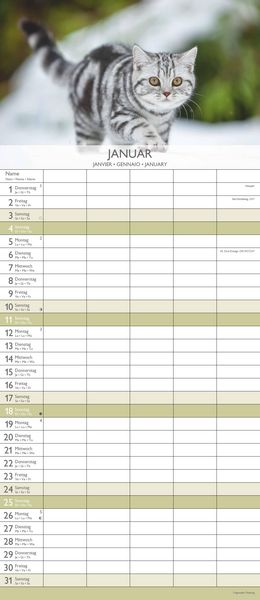 Kätzchen 2026 Familienplaner - Familienkalender - Wandkalender - 19,5x45