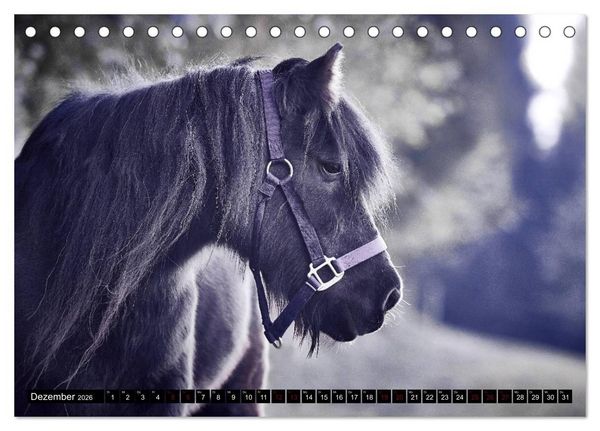 Produktbild: Shetlandpony Kalender (Tischkalender 2026 DIN A5 quer), CALVENDO Monatskalender