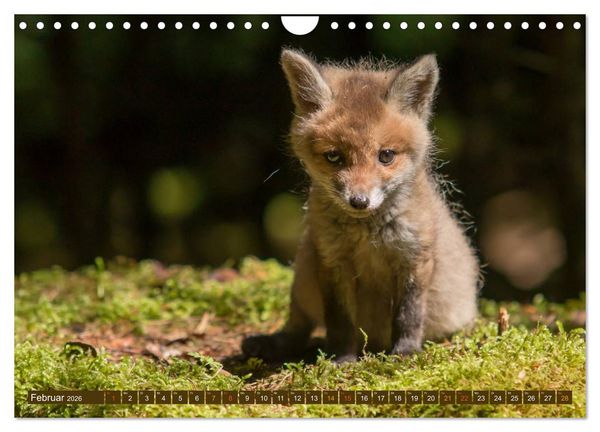 Produktbild: Bei den Jungf&uuml;chsen (Wandkalender 2026 DIN A4 quer), CALVENDO Monatskalender