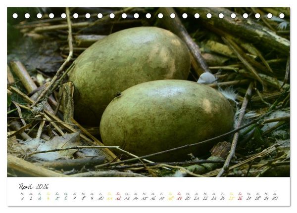 Produktbild: Schw&auml;ne, Liebe f&uuml;r die Ewigkeit (Tischkalender 2026 DIN A5 quer), CALVENDO Monatskalender