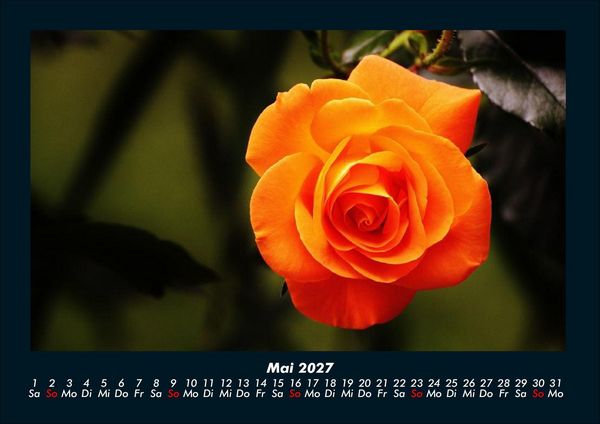 Produktbild: Rosen-Kalender 2027 Fotokalender DIN A4