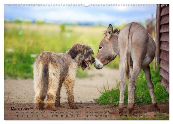 Produktbild: Little Donkey with Friends (High Quality Premium Wall Calendar 2026 DIN A2 landscape),CALVENDO 12 Month Wall Calendar