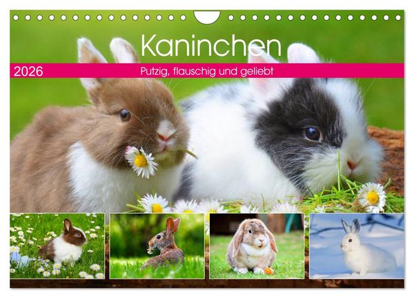 Produktbild: Kaninchen. Putzig, flauschig und geliebt (Wandkalender 2026 DIN A4 quer), CALVENDO Monatskalender