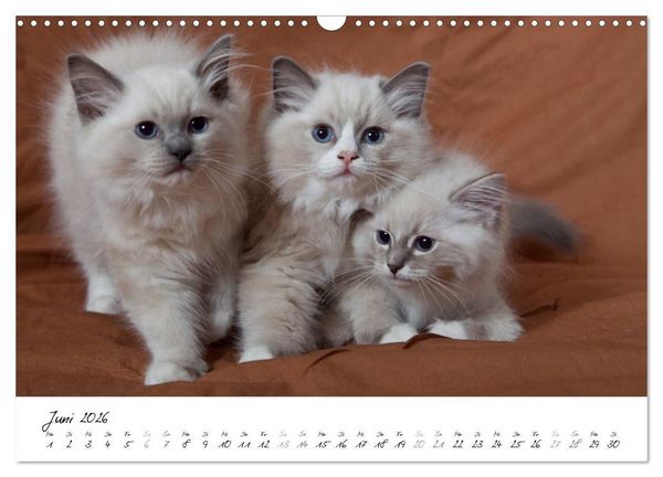 Produktbild: Ragdoll Kitten (Wandkalender 2026 DIN A3 quer), CALVENDO Monatskalender
