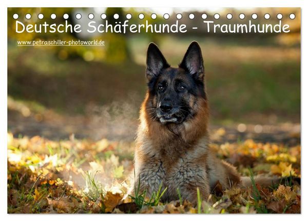 Produktbild: Deutsche Sch&auml;ferhunde - Traumhunde (Tischkalender 2026 DIN A5 quer), CALVENDO Monatskalender