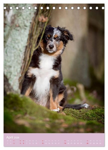 Produktbild: Tierkinder Hunde und Katzen (Tischkalender 2026 DIN A5 hoch), CALVENDO Monatskalender