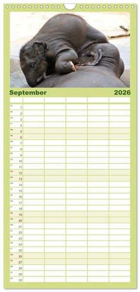 Produktbild: Familienplaner 2026 - Kleine Schelme - Tierbabys mit 5 Spalten (Wandkalender, 21 x 45 cm) CALVENDO