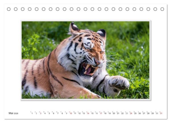 Produktbild: Emotionale Momente: Tiger - Kraft & Sch&ouml;nheit. / CH-Version (Tischkalender 2026 DIN A5 quer), CALVENDO Monatskalender