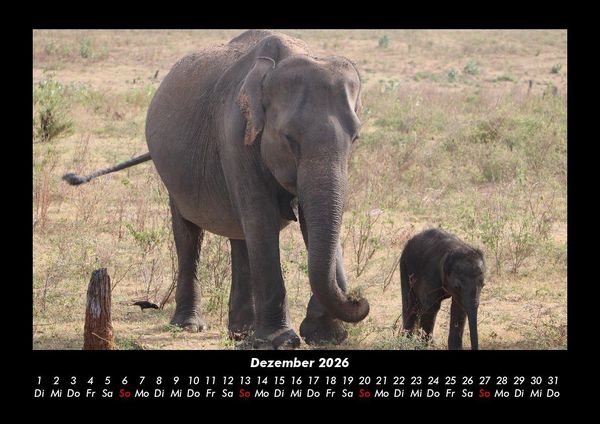 Produktbild: Der Elefantenkalender 2026 Fotokalender DIN A3