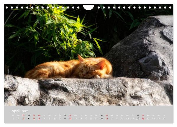 Produktbild: Katzen des S&uuml;dens (Wandkalender 2026 DIN A4 quer), CALVENDO Monatskalender