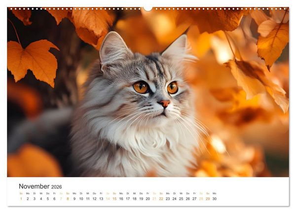 Produktbild: Katzen - sanfte Sch&ouml;nheiten (Wandkalender 2026 DIN A2 quer), CALVENDO Monatskalender