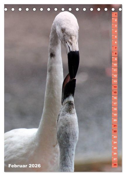 Produktbild: Rosarote Flamingo (Tischkalender 2026 DIN A5 hoch), CALVENDO Monatskalender