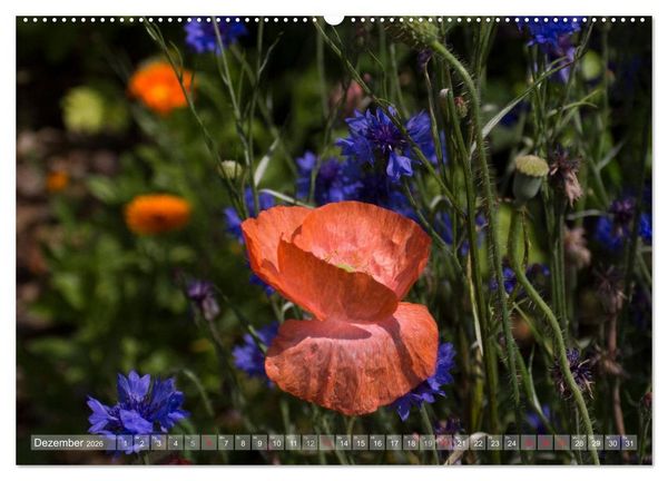 Produktbild: Mohn (hochwertiger Premium Wandkalender 2026 DIN A2 quer), Kunstdruck in Hochglanz