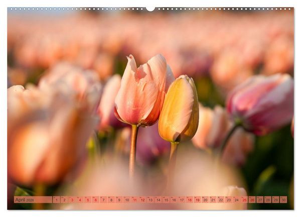 Produktbild: Tulpen - Hollands Stolz (Wandkalender 2026 DIN A2 quer), CALVENDO Monatskalender