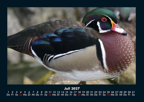 Produktbild: Enten 2027 Fotokalender DIN A4