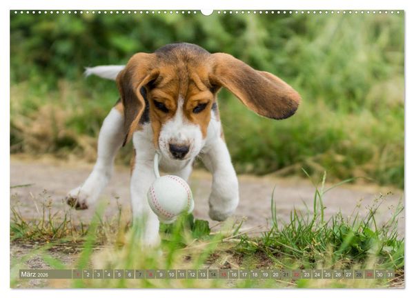 Produktbild: Beaglebabys auf Entdeckungstour (hochwertiger Premium Wandkalender 2026 DIN A2 quer), Kunstdruck in Hochglanz