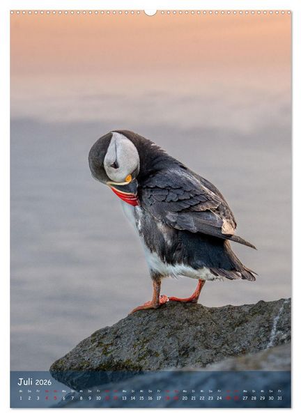 Produktbild: Naturerlebnis Puffin (hochwertiger Premium Wandkalender 2026 DIN A2 hoch), Kunstdruck in Hochglanz