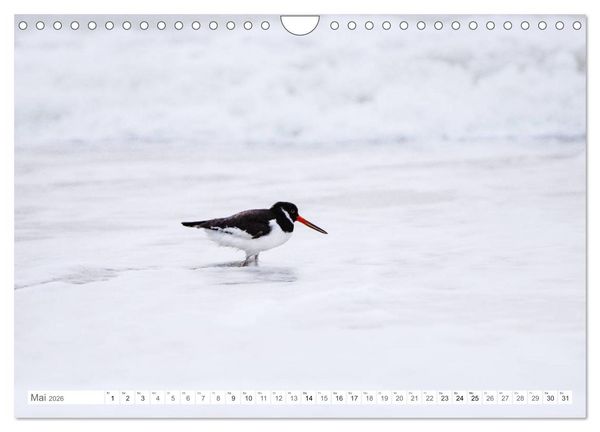 Produktbild: Helgoland - Das Leben auf der D&uuml;ne Helgolands (Wandkalender 2026 DIN A4 quer), CALVENDO Monatskalender