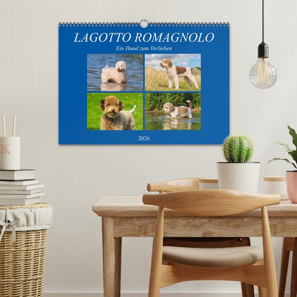 Produktbild: Lagotto Romagnolo - Ein Hund zum Verlieben (Wandkalender 2026 DIN A3 quer), CALVENDO Monatskalender