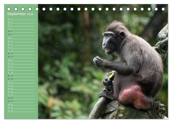 Produktbild: Die vielf&auml;ltige Welt der Affen (Tischkalender 2026 DIN A5 quer), CALVENDO Monatskalender