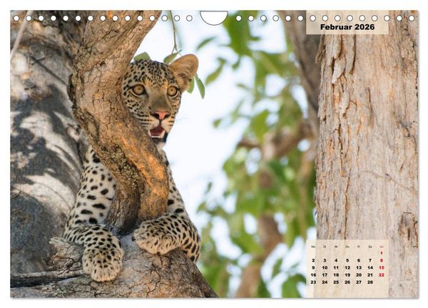 Produktbild: Raubkatzen - L&ouml;we, Gepard, Leopard (Wandkalender 2026 DIN A4 quer), CALVENDO Monatskalender