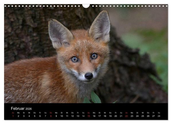 Produktbild: Ein Blick in Reinekes Kinderstube (Wandkalender 2026 DIN A3 quer), CALVENDO Monatskalender