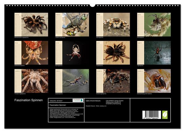 Produktbild: Faszination Spinnen (hochwertiger Premium Wandkalender 2026 DIN A2 quer), Kunstdruck in Hochglanz