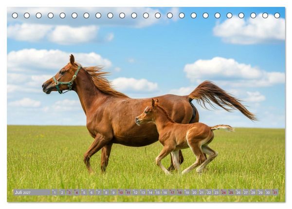 Produktbild: Ein Jahr voll Fohlenzauber (Tischkalender 2027 DIN A5 quer), CALVENDO Monatskalender