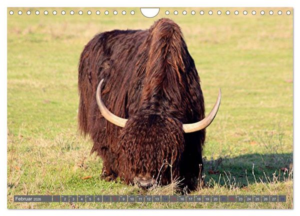Produktbild: Der Yak (Wandkalender 2026 DIN A4 quer), CALVENDO Monatskalender
