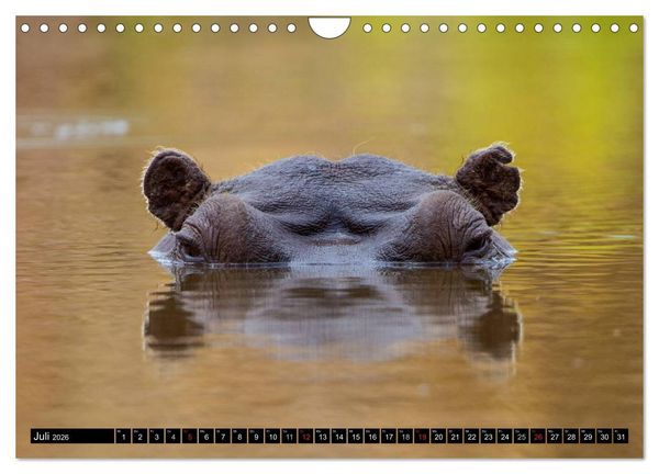Produktbild: Safari durch das S&uuml;dliche Afrika (Wandkalender 2026 DIN A4 quer), CALVENDO Monatskalender