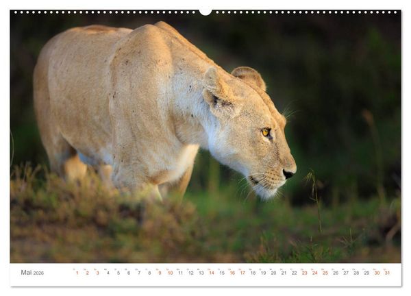 Produktbild: Safari Kenia (hochwertiger Premium Wandkalender 2026 DIN A2 quer), Kunstdruck in Hochglanz