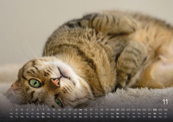 Produktbild: Miau - Unsere Stubentiger - Der Katzenkalender - 2027 - Kalender DIN A2