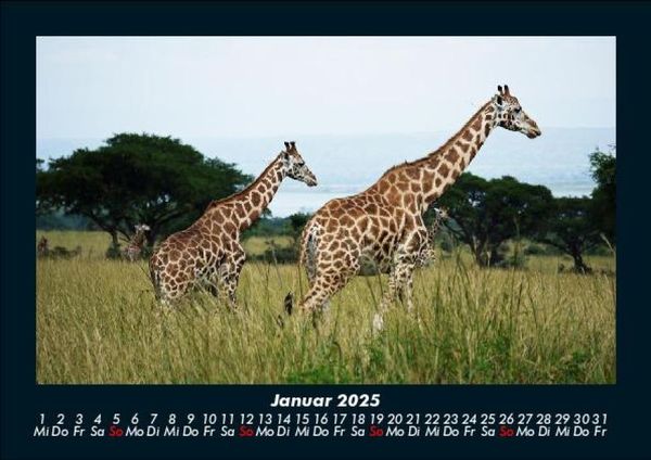 Produktbild: Giraffen 2025 Fotokalender DIN A5