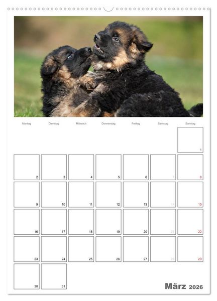Produktbild: Deutscher Sch&auml;ferhund - Welpen, Planer (hochwertiger Premium Wandkalender 2026 DIN A2 hoch), Kunstdruck in Hochglanz