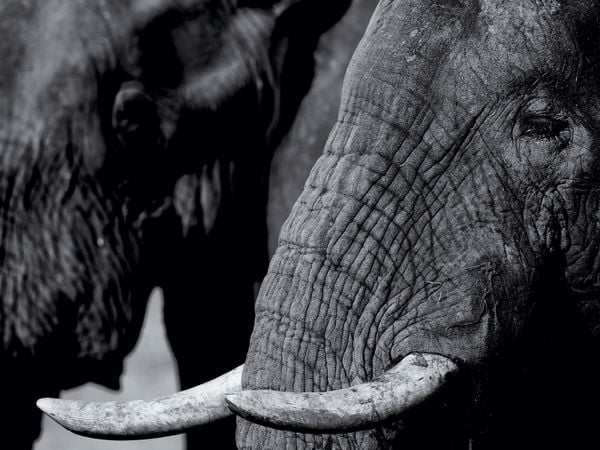 Produktbild: CALVENDO Puzzle Afrikanischer Elefant | 1000 Teile Lege-Gr&ouml;&szlig;e 64x48cm Foto-Puzzle f&uuml;r gl&uuml;ckliche Stunden