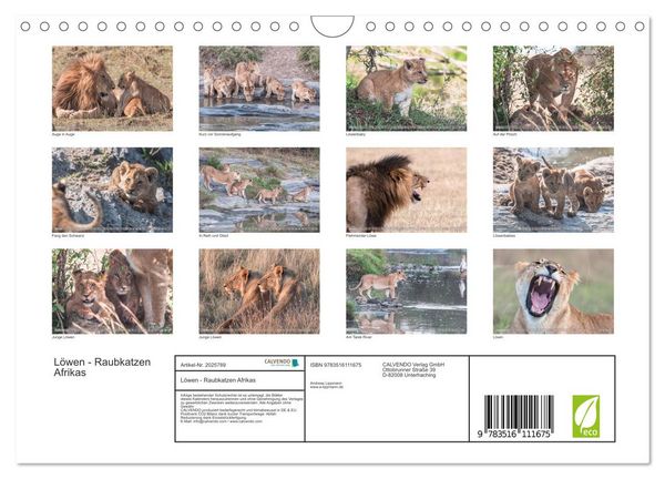 Produktbild: L&ouml;wen - Raubkatzen Afrikas (Wandkalender 2026 DIN A4 quer), CALVENDO Monatskalender