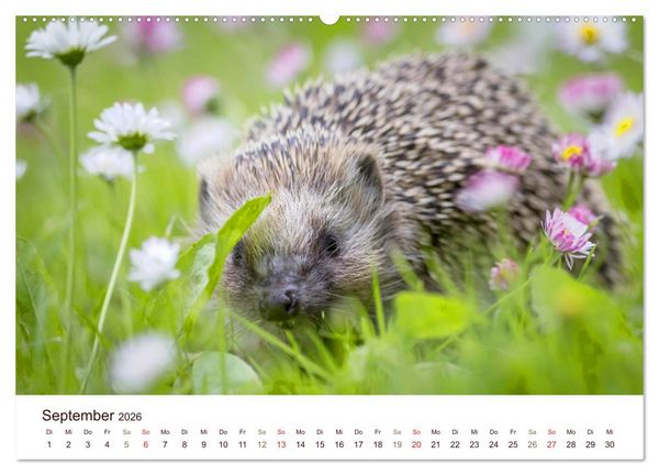 Produktbild: Igel 2026. Tierische Impressionen (hochwertiger Premium Wandkalender 2026 DIN A2 quer), Kunstdruck in Hochglanz