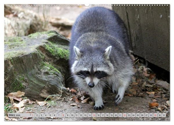 Produktbild: Der Waschb&auml;r - Der Maskentr&auml;ger in unseren W&auml;ldern (Wandkalender 2026 DIN A2 quer), CALVENDO Monatskalender