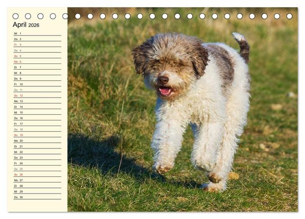 Produktbild: Lagotto Romagnolo - Italienischer Tr&uuml;ffelhund (Tischkalender 2026 DIN A5 quer), CALVENDO Monatskalender