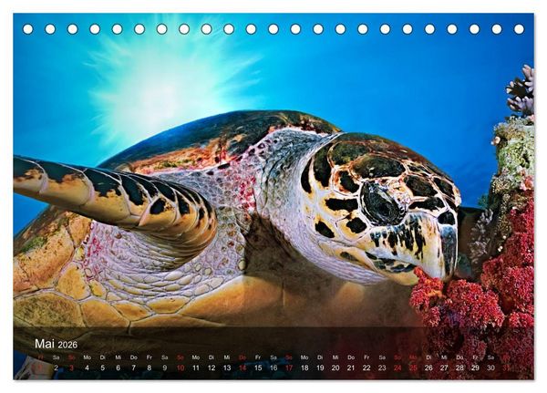 Produktbild: Schildkr&ouml;ten des Ozeans (Tischkalender 2026 DIN A5 quer), CALVENDO Monatskalender