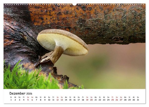 Produktbild: Pilzgalerie - Heimische Pilze von ihrer sch&ouml;nsten Seite (Wandkalender 2026 DIN A2 quer), CALVENDO Monatskalender